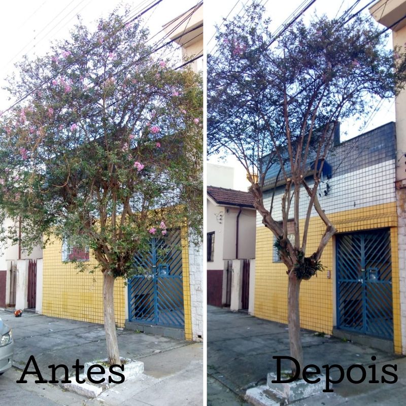 Antes e depois de poda para livrar árvore de parasita na rua do Manifesto